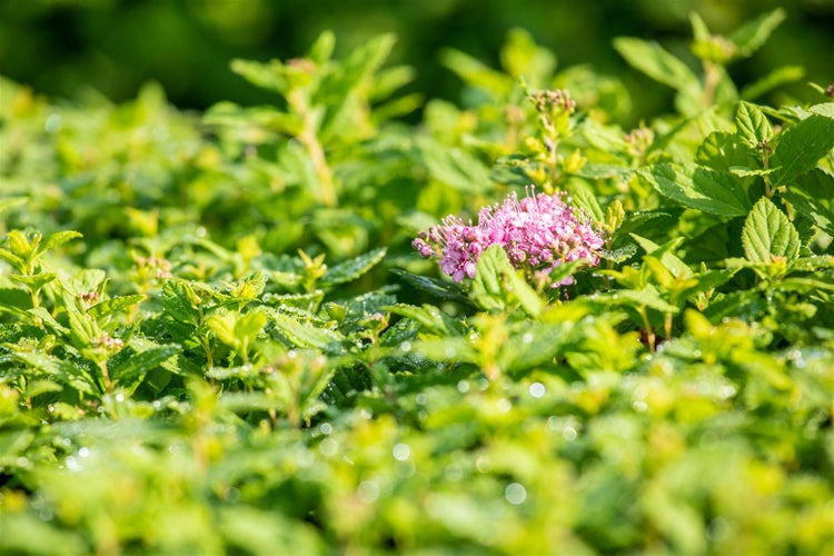 Spiraea japonica 'Little Princess', Zwerg-Spiere, rosa, 20–30 cm
