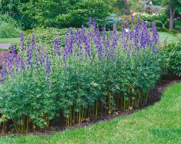 Eine Reihe von violetten Eisenhut Blumen im Garten.