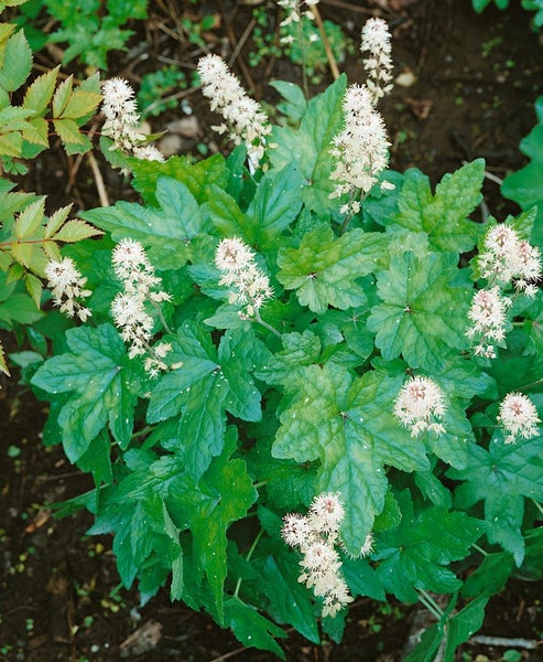 Tiarella laciniata 'Pink Bouquet', Schaumblüte, rosa, ca. 9x9 cm Topf