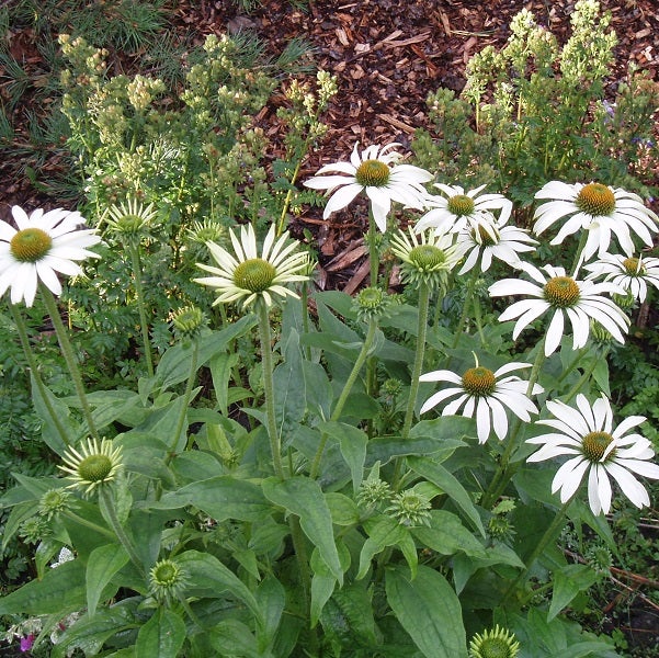 Gruppe von weißem Sonnenhut im Gartenbeet