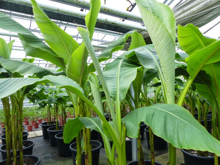 Bananenstaude als 3er Gruppe  Banane Musa Basjoo 220 cm winterhart Staude japanische Faserbanane