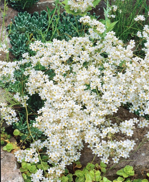 Saxifraga paniculata, Steinbrech, ca. 9x9 cm Topf, immergrün