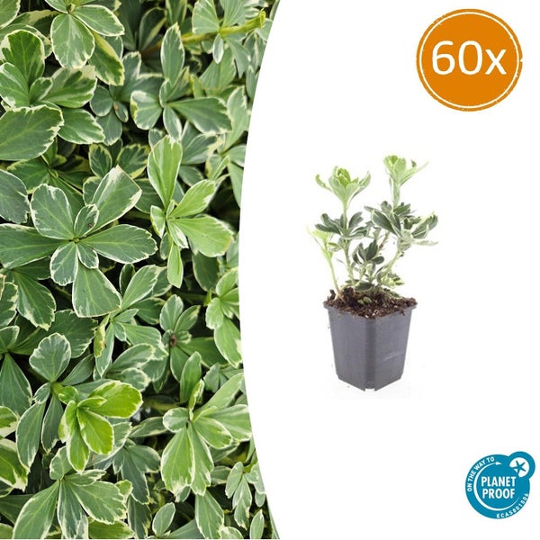 60 Stück Dickmännchen Pachysandra terminalis Variegata im Topf, buntlaubiger Bodendecker aus nachhaltigem Anbau.