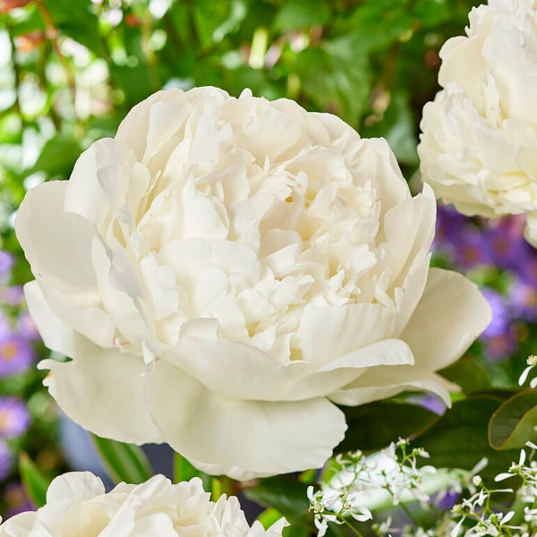 3x Paeonia Mix – Pfingstrose – Strauch – Winterhart – ⌀09 cm - ↕15-20 cm