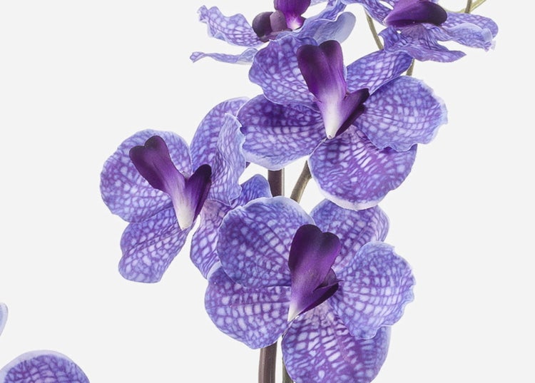 Nahaufnahme einer violetten Vanda Orchidee mit gemusterten Blütenblättern.