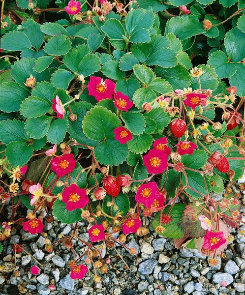 Fragaria x ananassa 'Lipstick' -R-, Erdbeere, ca. 9x9 cm Topf