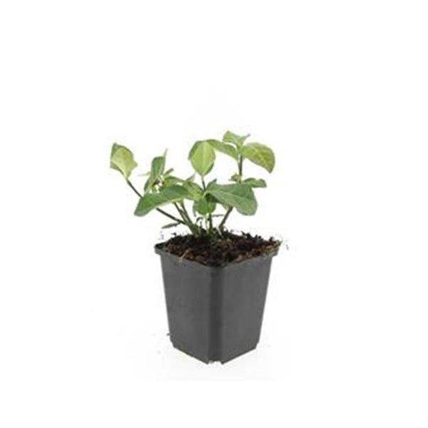 Bodendecker - Spindelbaum - Euonymus fortunei 'Dart's Blanket' - 9cm Topf - Set mit 40 Pflanzen