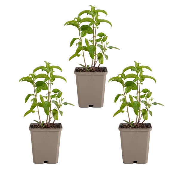 Nahaufnahme einer Veronica-Blume