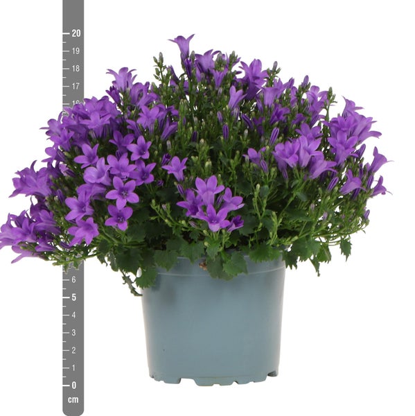 Campanula Glockenblume mit violetten Blüten im Topf, Höhe circa 20 Zentimeter.