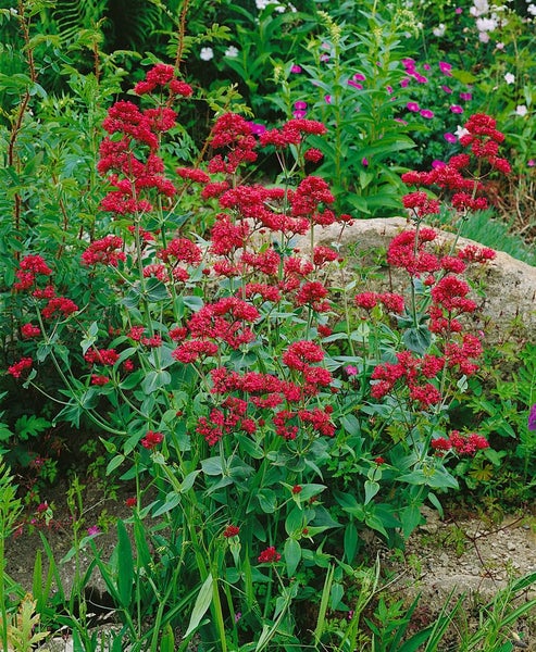 Centranthus ruber 'Coccineus', Rote Spornblume, 2 Liter Container
