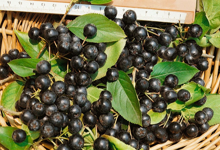 Aronia melanocarpa, Schwarze Apfelbeere, 60–100 cm