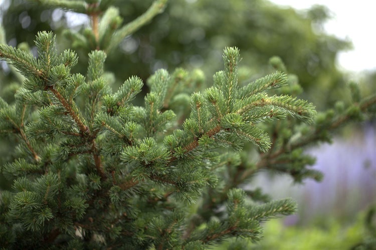 Picea pungens 'Lucky Strike', Blau-Fichte, 40–50 cm