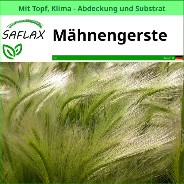 Saflax Mähnengerste im Topf mit Klimaabdeckung und Substrat