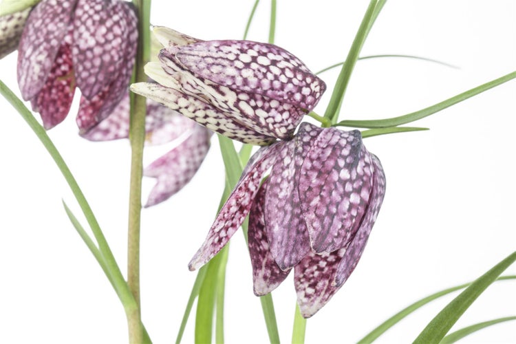 Fritillaria meleagris, Schachbrettblume, ca. 9x9 cm Topf, einzigartig