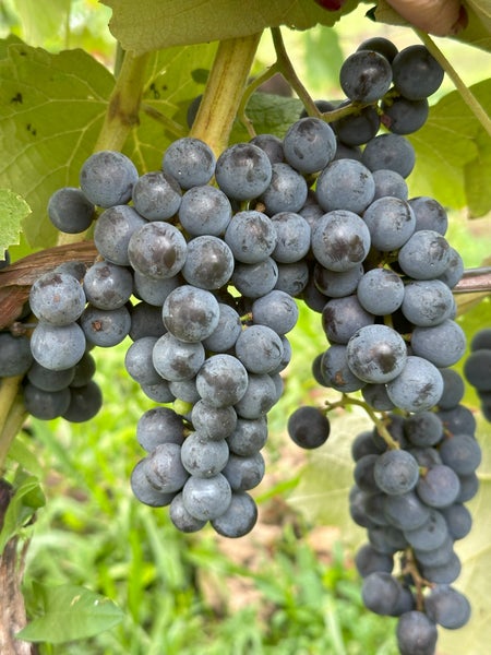Reben mit reifen blauen Weintrauben an einem Weinstock im Garten