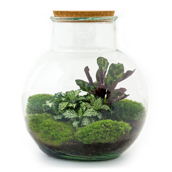 Flaschengarten Teddy DIY-Pflanzen-Terrarium 27cm hoch mit Calathea-Pflanze incl. Rechen, Schaufel, Pinzette und Schere