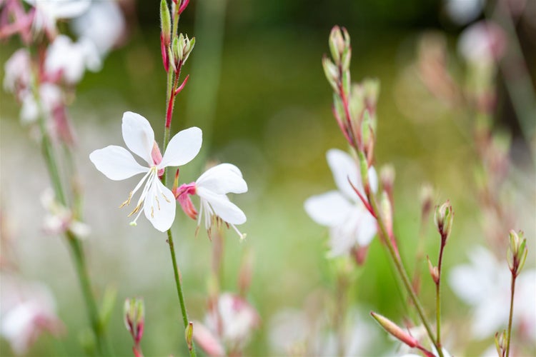 Gaura lindheimeri 'Gambit White', Prachtkerze, weiß, 2-3 Liter Container