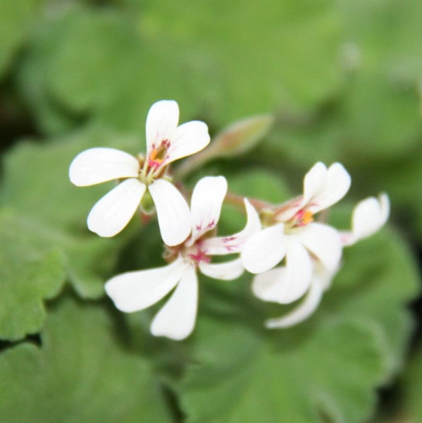 3er Set Duftgeranie - Pelargonia odorata  Hybr.