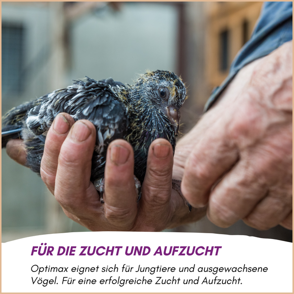 Eine Hand hält eine junge Taube, das Produkt dient der Unterstützung bei Zucht und Aufzucht von Jungtieren und ausgewachsenen Vögeln.