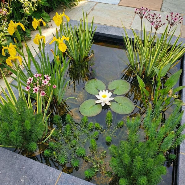 Quadratischer Gartenteich mit weißer Seerose, gelben Schwertlilien und verschiedenen Wasserpflanzen in einer Steineinfassung.