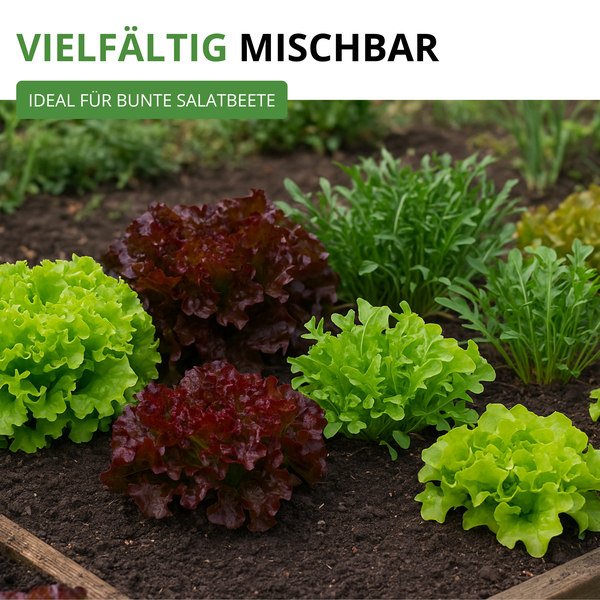 Verschiedene rote und grüne Salatsorten sowie Rucola wachsen in einem Gartenbeet mit dunkler Erde.