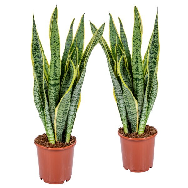 2x Sansevieria 'Laurentii' XL – Frauenzunge – Sukkulente – Pflegeleicht – ⌀17cm – ↕55-65cm