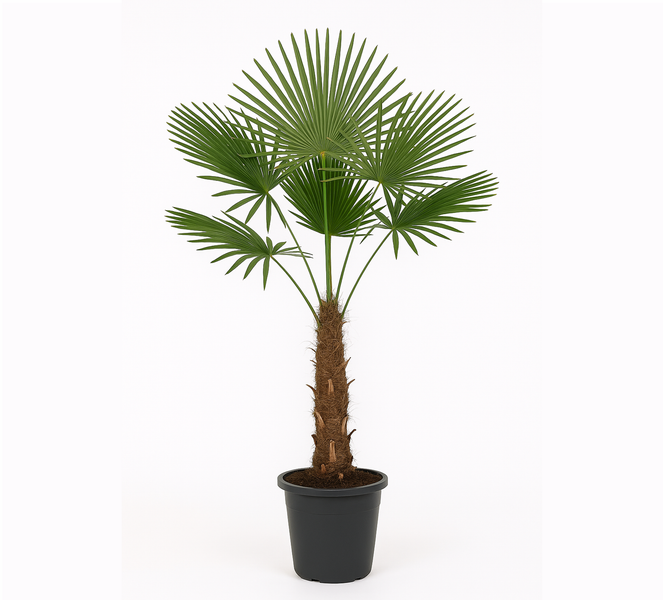 Trachycarpus fortunei 150 - 180 cm Palme Hanfpalme, winterhart bis -19°C