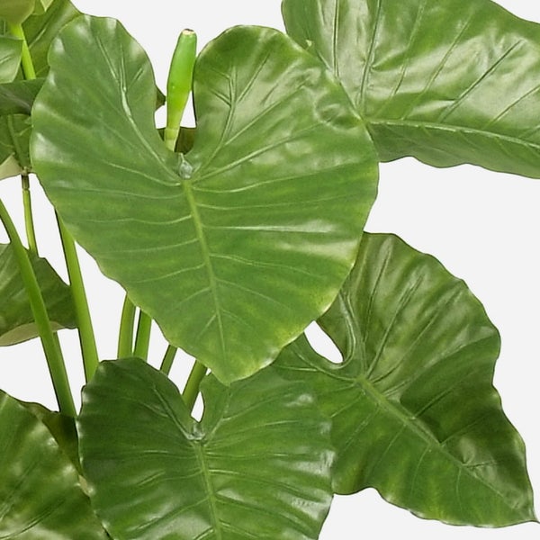 Künstliche Alocasia mit großen grünen herzförmigen Blättern im schwarzen Topf.