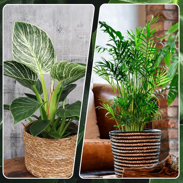 4er Zimmerpflanzen Set mit Bergpalme, Monstera, Philodendron Birkin und Glücksfeder – pflegeleicht, luftreinigend – Höhe 20–70 cm, Töpfe 10,5–17 cm