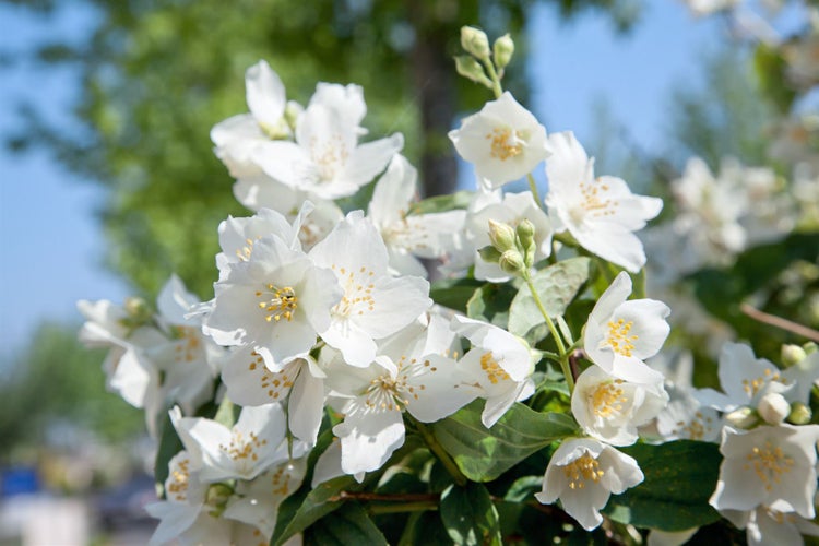Philadelphus coronarius, Duftjasmin, weiß, 60–100 cm