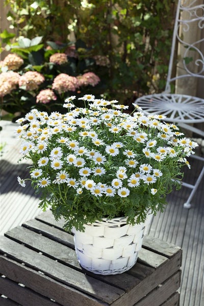 Leucanthemum vulgare, Margerite, weiß, ca. 9x9 cm Topf