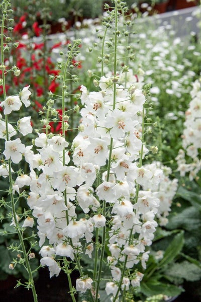 Verbascum phoeniceum 'Flush of White', weiß, ca. 9x9 cm Topf