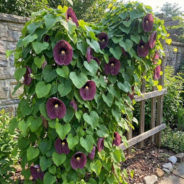 Kletternde Gespensterpflanze mit herzförmigen grünen Blättern und großen dunkelvioletten Blüten an einem Holzspalier vor einer Steinmauer.