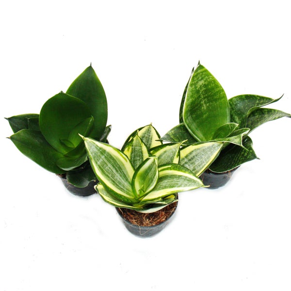 Sansevieria trifaciata hahnii - 3 versch. Pflanzen im 5,5cm Topf - Bogenhanf, Schwiegermutterzunge
