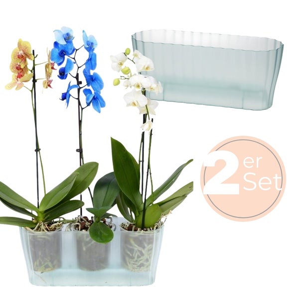 Orchideen im Übertopf im 2er Set
