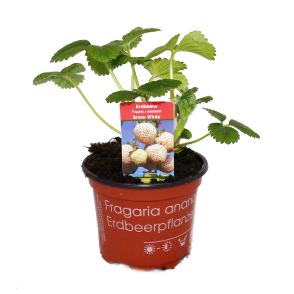 Weisse Erdbeere Snow White mit 3 Pflanzen Fragaria Ausgefallene Sorte für Liebhaber des Besonderen