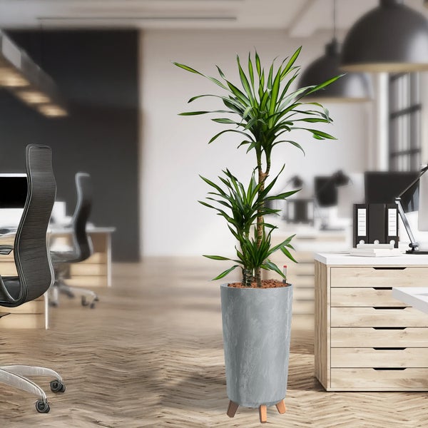 Drachenbaum im Topf auf Füßen in einem Büro