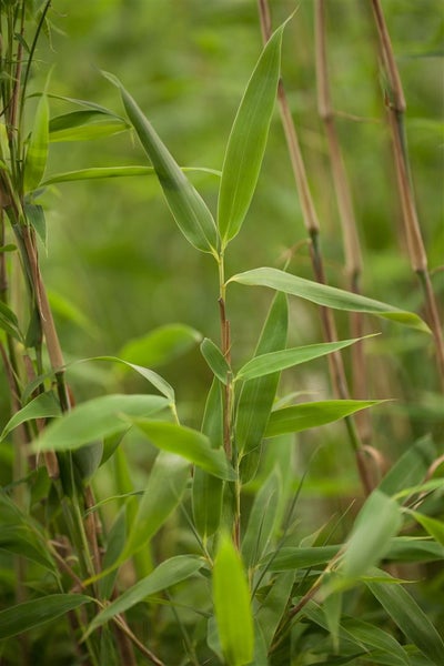 Fargesia murieliae 'Superjumbo', Bambus, 80–100 cm, winterhart