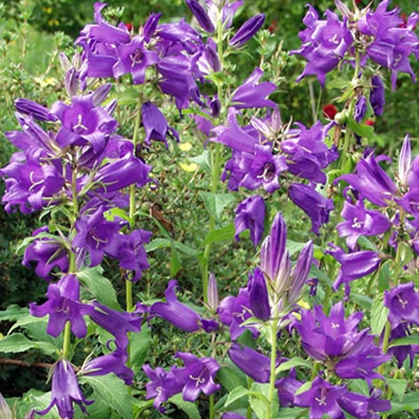 Glockenblumen im Garten