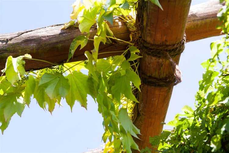 Parthenocissus tricuspidata 'Veitchii', Wilder Wein, 150–200 cm