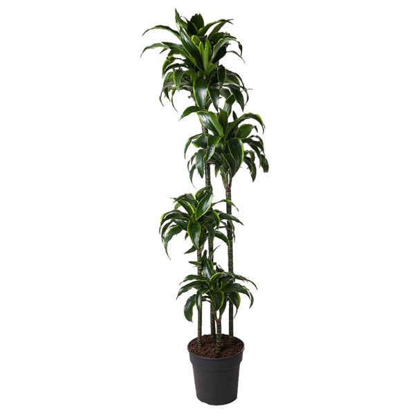 Drachenbaum Dorado - 170 cm – ø27