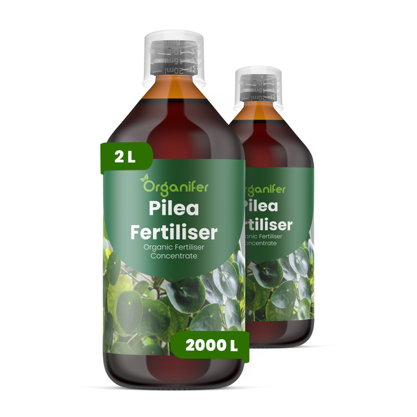 Zwei 2 Liter Flaschen Organifer Pilea Dünger, organisches Düngerkonzentrat für Pilea-Pflanzen, ausreichend für 2000 Liter Gießwasser.