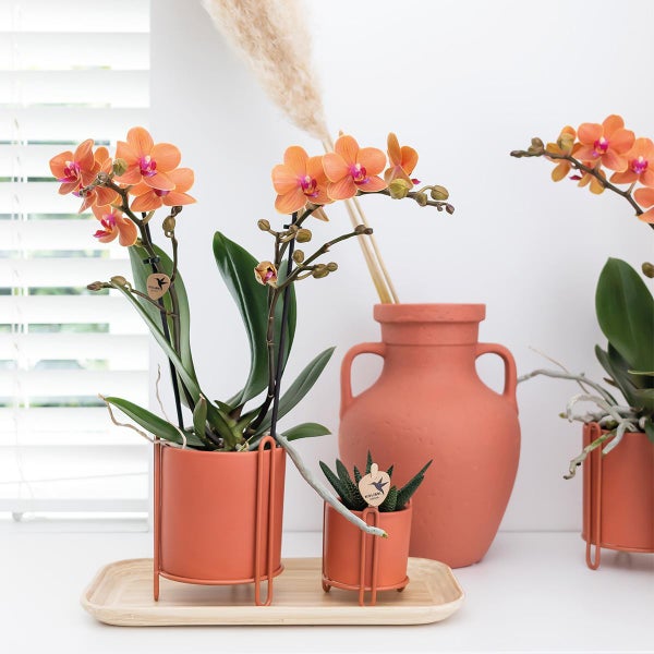 Kolibri Orchids Orange Phalaenopsis Orchidee Mineral Bolzano Topfgröße 9cm blühende Topfpflanze frisch vom Züchter
