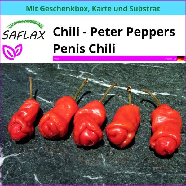 SAFLAX Geschenk Set - Chili - Peter Peppers Penis Chili - Capsicum annuum - 10 Samen - Mit Geschenkbox, Versandaufkleber, Geschenkkarte und Anzuchtsubstrat