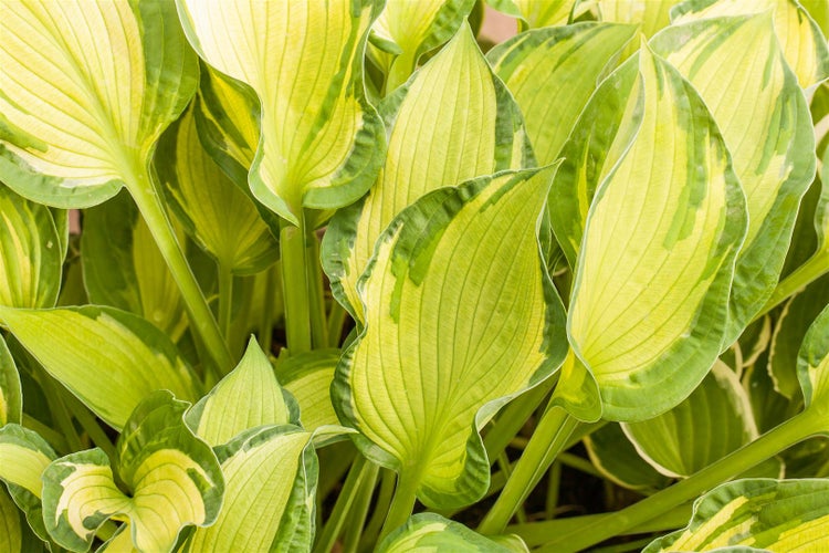 Hosta x tardiana 'June', Funkie, blaugrün-gelb, ca. 11x11 cm Topf
