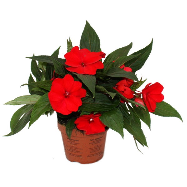 Edel-Lieschen - Impatiens Neu-Guinea - 12cm Topf - Set mit 3 Pflanzen - Farb-Mix