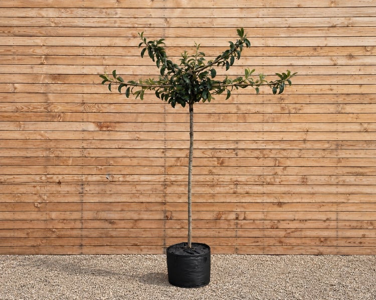 Ein als Hochstamm geformter Glanzmispel Baum Photinia in einem schwarzen Pflanzkübel vor einer Holzfassade.
