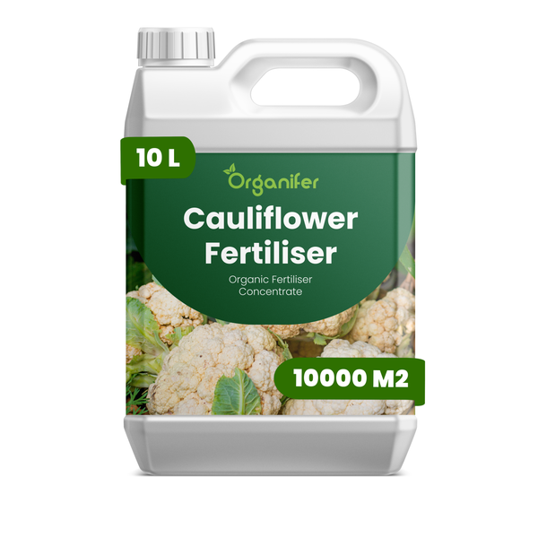 Organifer organischer Blumenkohldünger Konzentrat im 10 Liter Kanister, ausreichend für 10000 Quadratmeter.