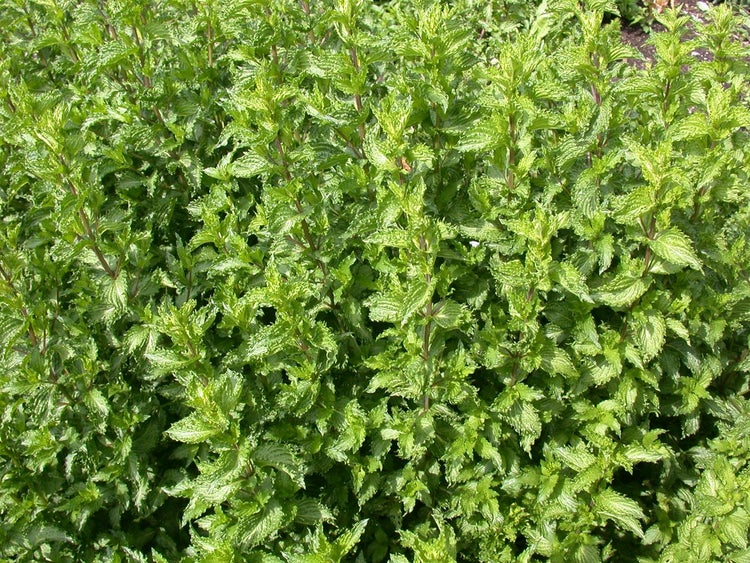 Mentha spicata crispa, Krauseminze, aromatisch, ca. 11x11 cm Topf
