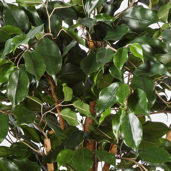 Nahaufnahme einer künstlichen Birkenfeige Ficus Benjamina mit dichten grünen Blättern und naturgetreuen Ästen.